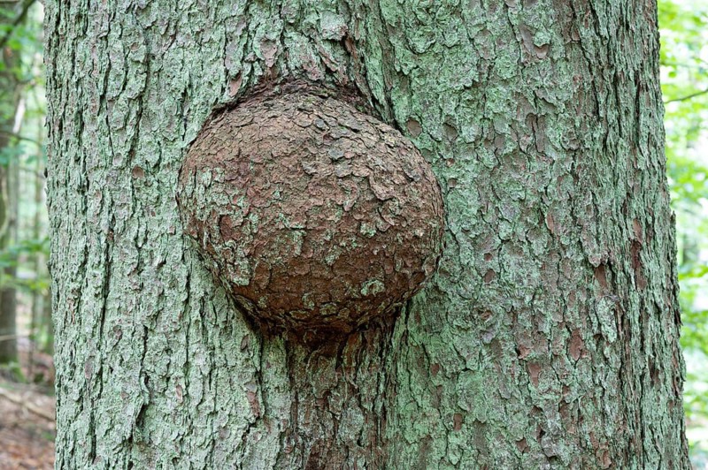 Tree canker