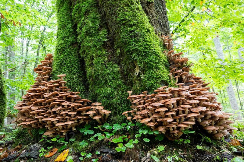 Common armillaria solidipes