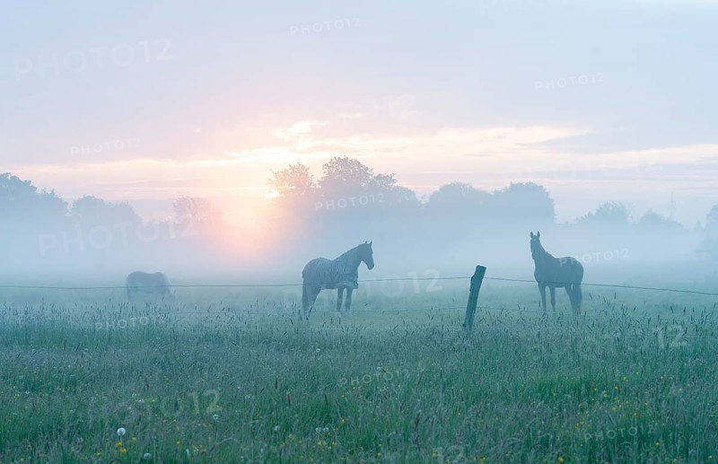 Horses in a meadow