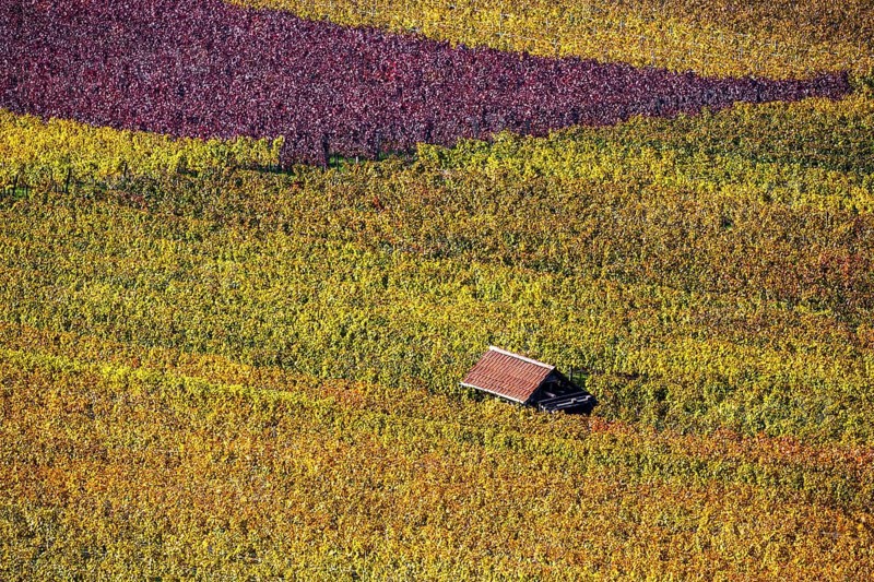 Vineyard