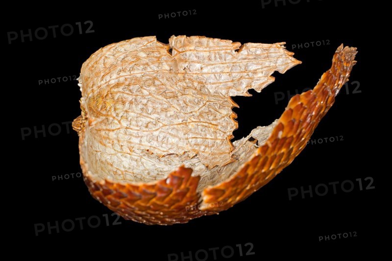 Shell of a salak
