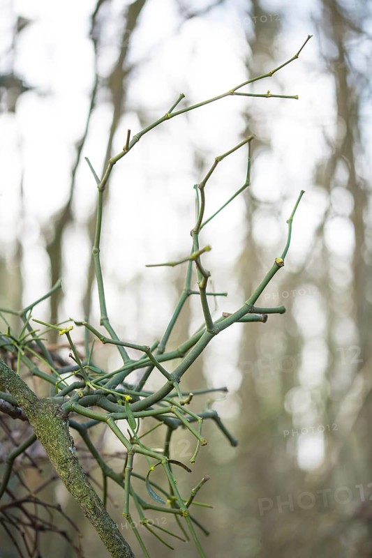 European mistletoe