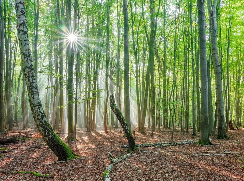 Light-flooded natural forest of beech and birch trees with deadwood