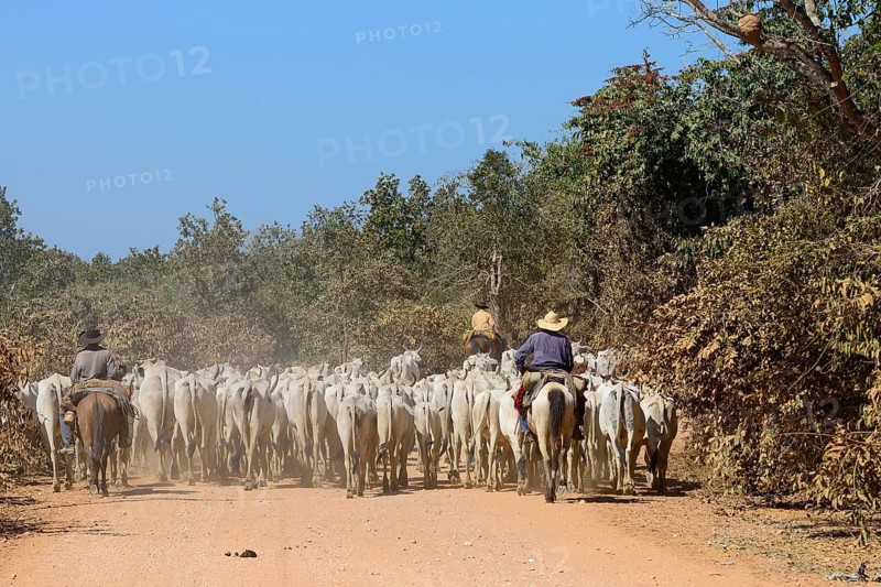 Vaqueiros herding a herd of cattle on the dusty Transpantaneira