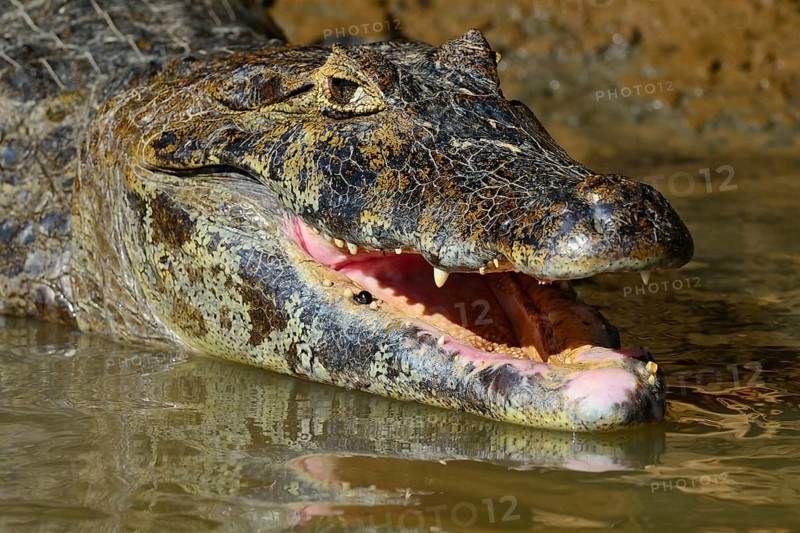 Resting yacare caiman