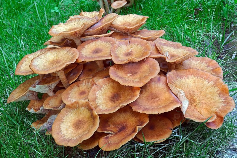 Ringless honey fungus