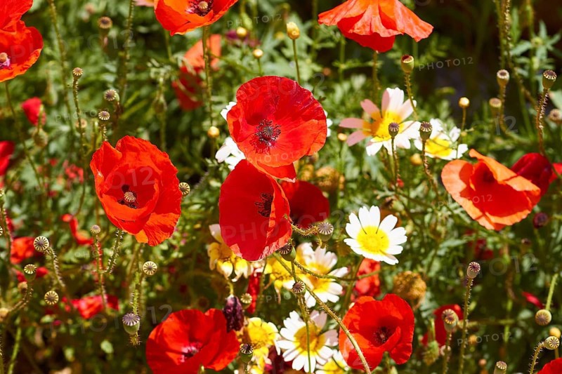 Spring in Crete