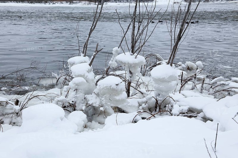 Chunks of ice on a bush