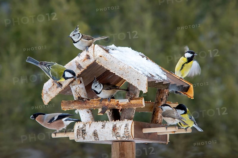 Various songbirds at a feeder