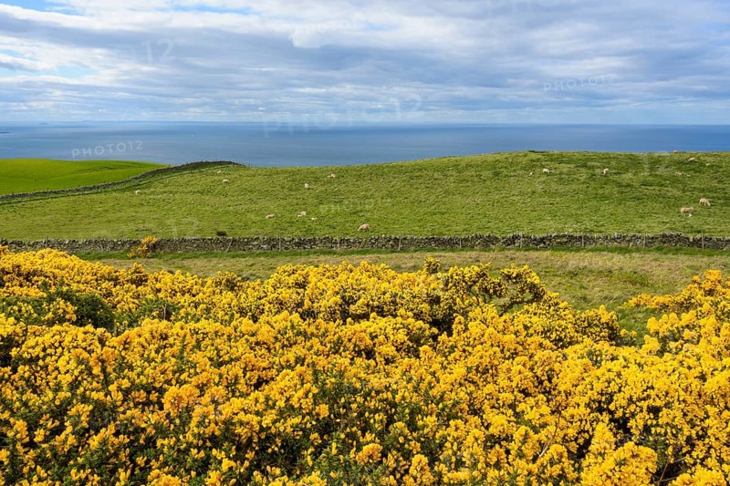 Countryside with Common gorse in spring