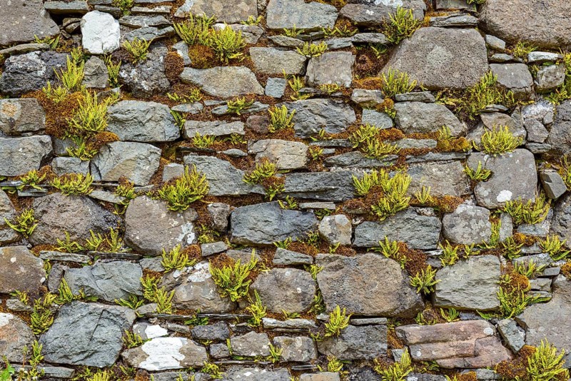 Stone wall with fern of an abandoned church