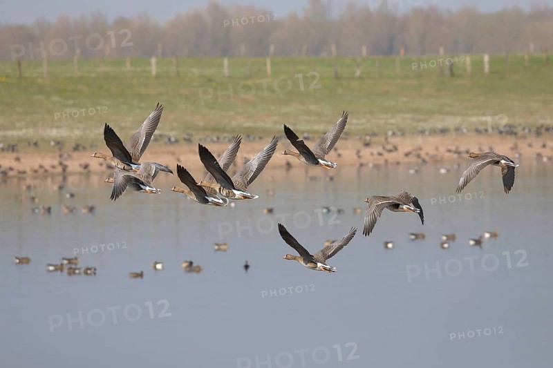 Greater white-fronted geese