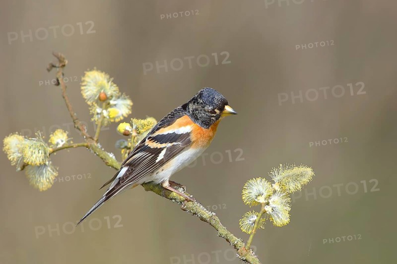 Brambling