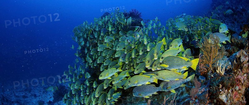 Very big school of Ribboned sweetlips