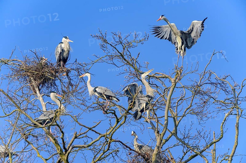 Grey heron