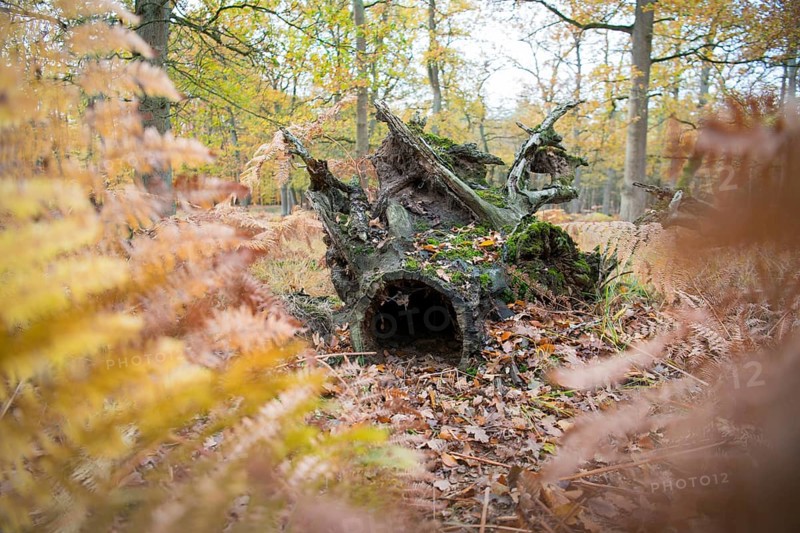 Deadwood structure in Diesfordt forest