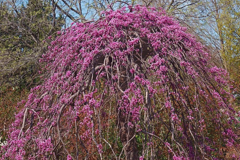 Eastern redbud