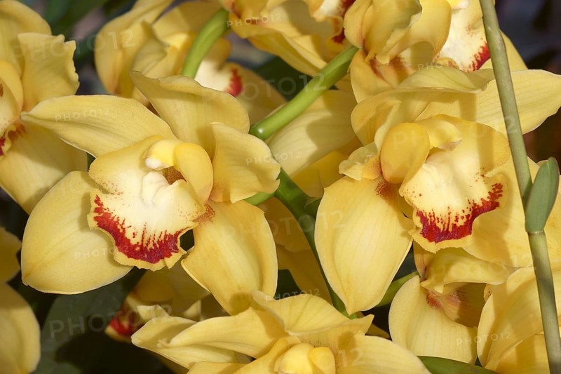 Hybrid Boat orchid
