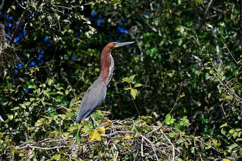 Rufescent tiger heron