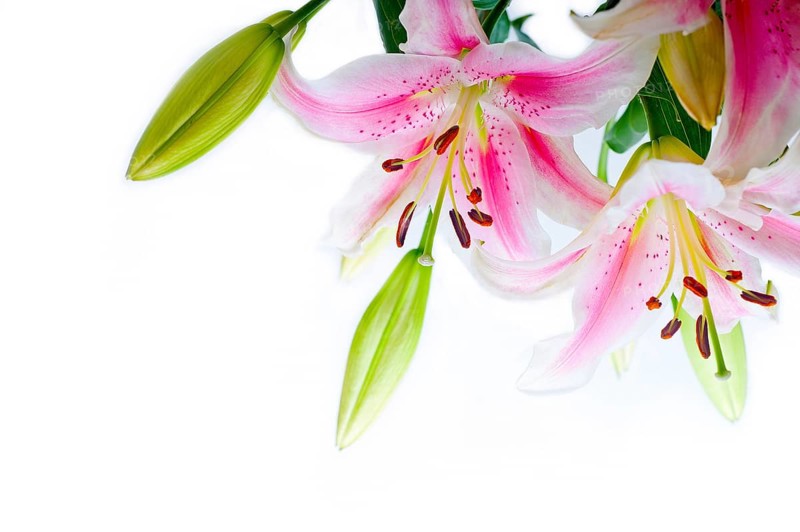 Lily flowers corner frame over white background copyspace
