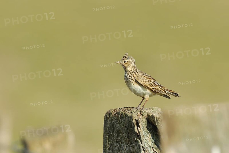 Eurasian skylark