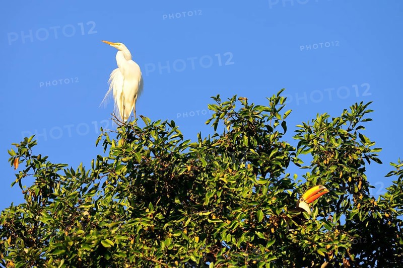 Great egret
