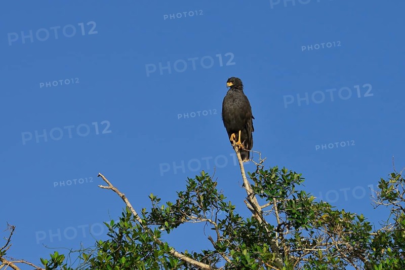 Great black hawk