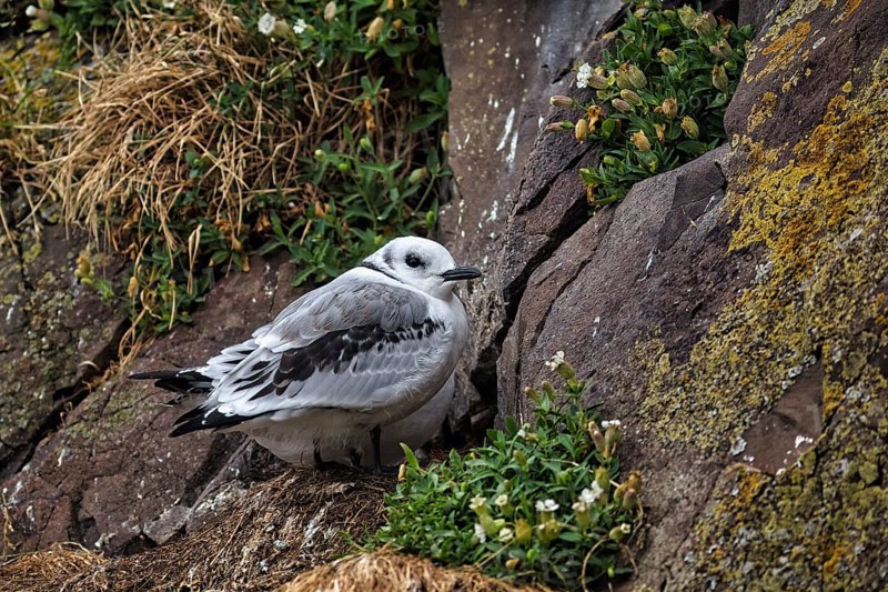 Single kittiwake