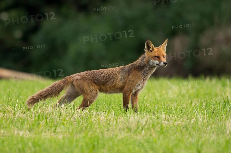 Red fox