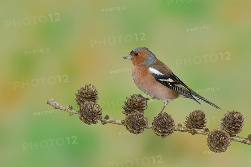 Common chaffinch
