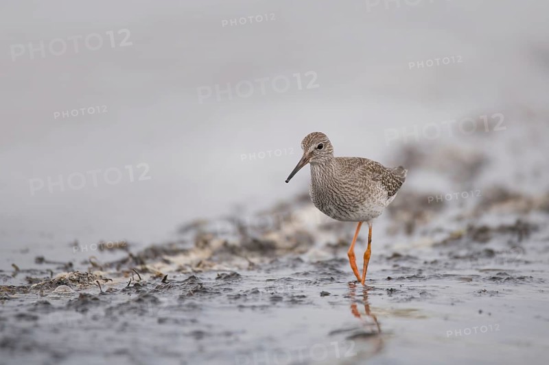 Common redshank