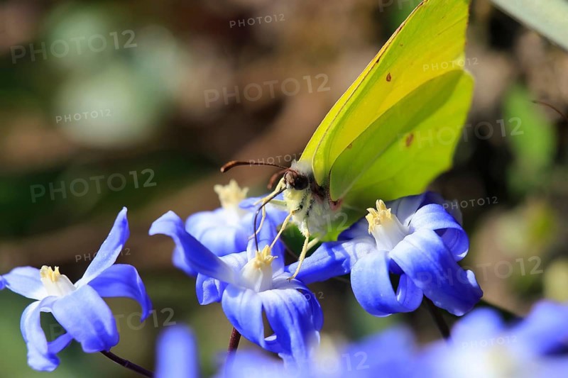 Brimstone