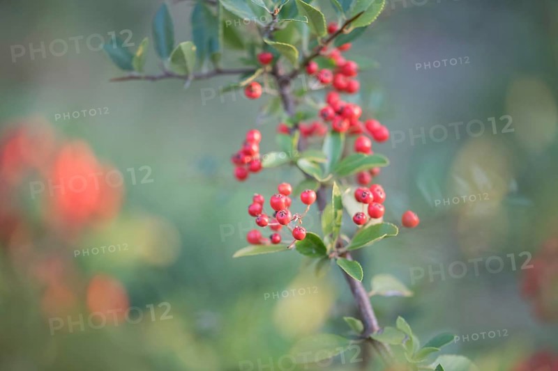 Scarlet firethorn