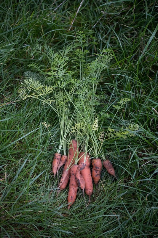 Carrot