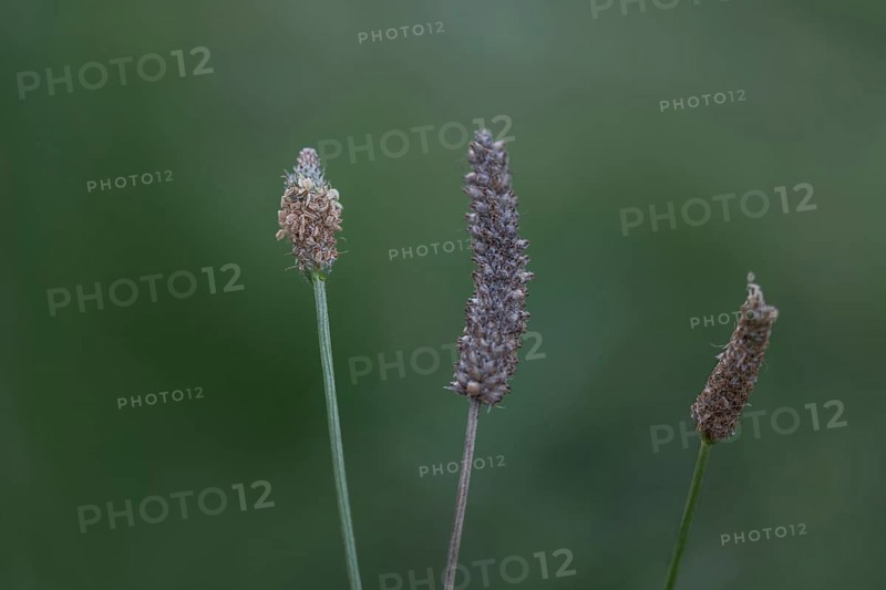 Ribwort plantain