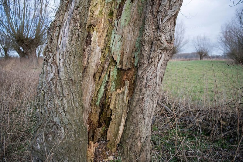 Willows