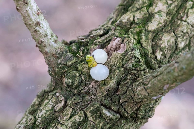 European mistletoe