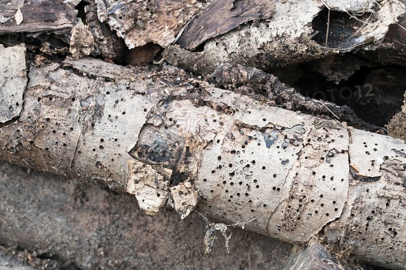 Deadwood pile as natural insect nesting aid