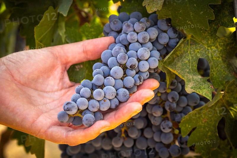 Woman hands hold ripe grapes in vineyard