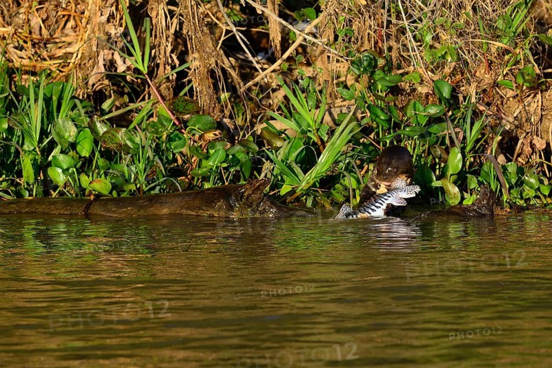 Giant otter