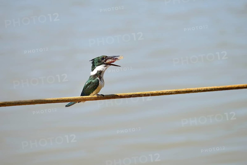 Amazon kingfisher