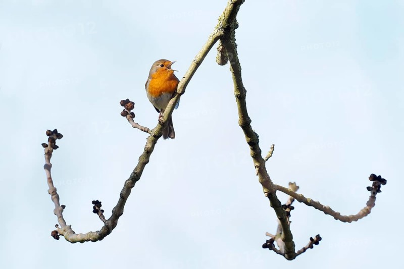 European robin