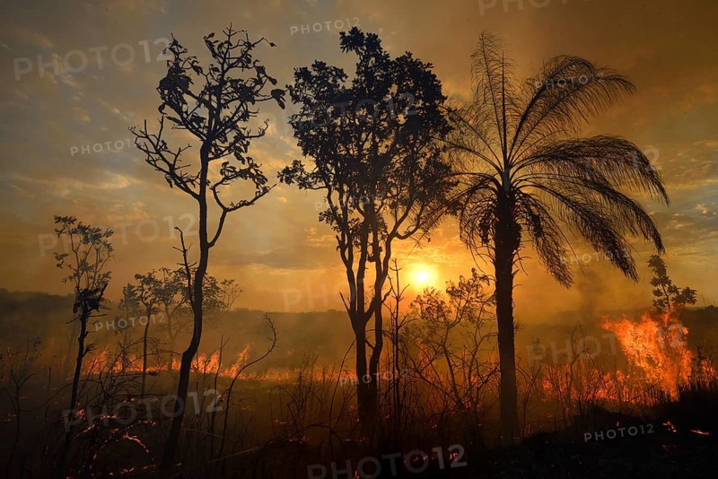 Burning vegetation in a bushfire at sunset