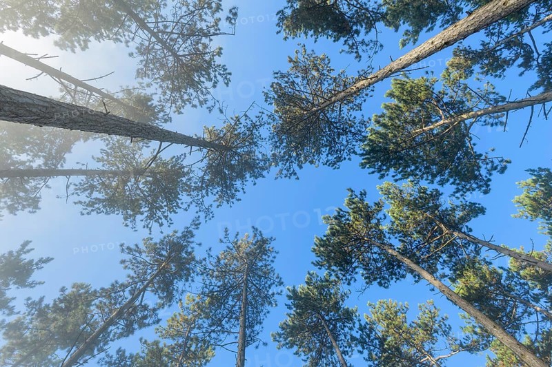 View in the tree tops of a pine forest in the morning with fog