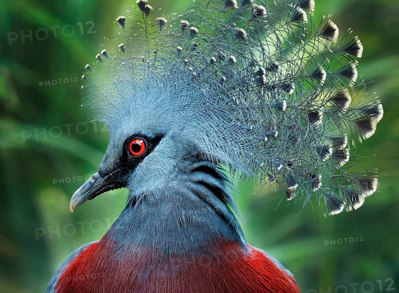 Southern Crowned Pigeon