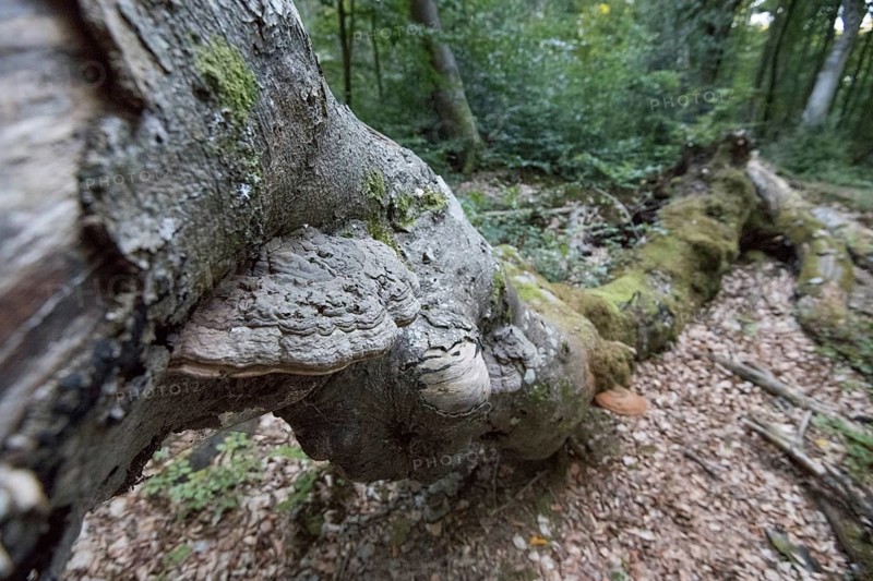 Bracket fungus