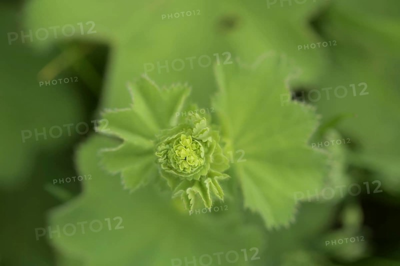 Lady's mantle