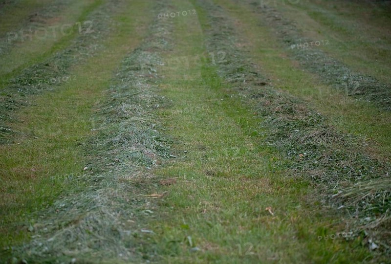 Grass becomes hay