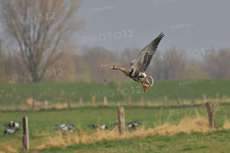 Greater white-fronted goose