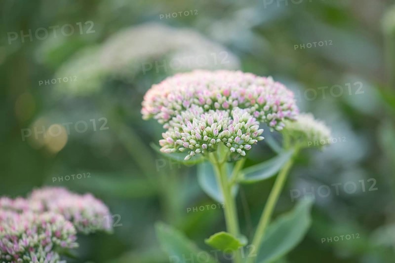 Showy stonecrop